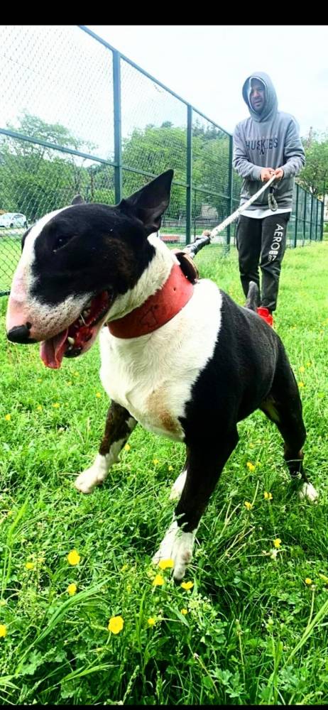 ბულტერიერი