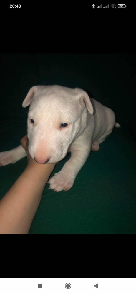 ბულტერიერი