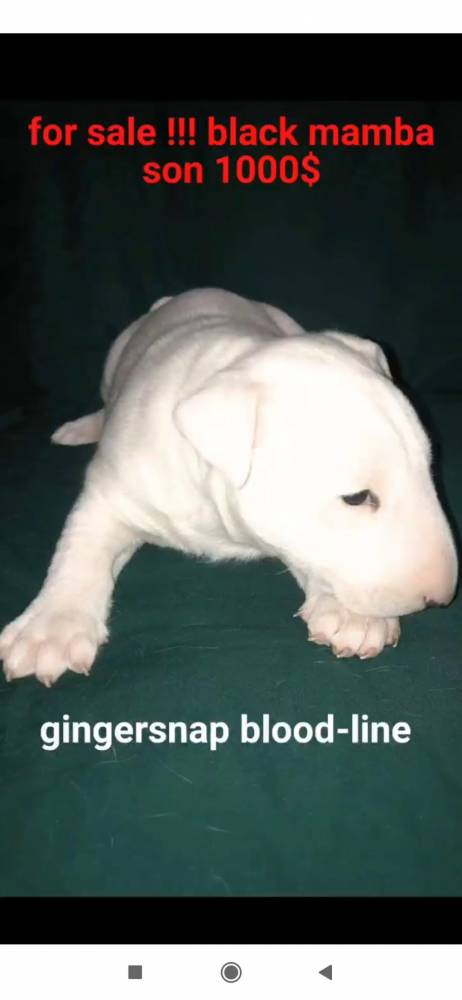 ბულტერიერი