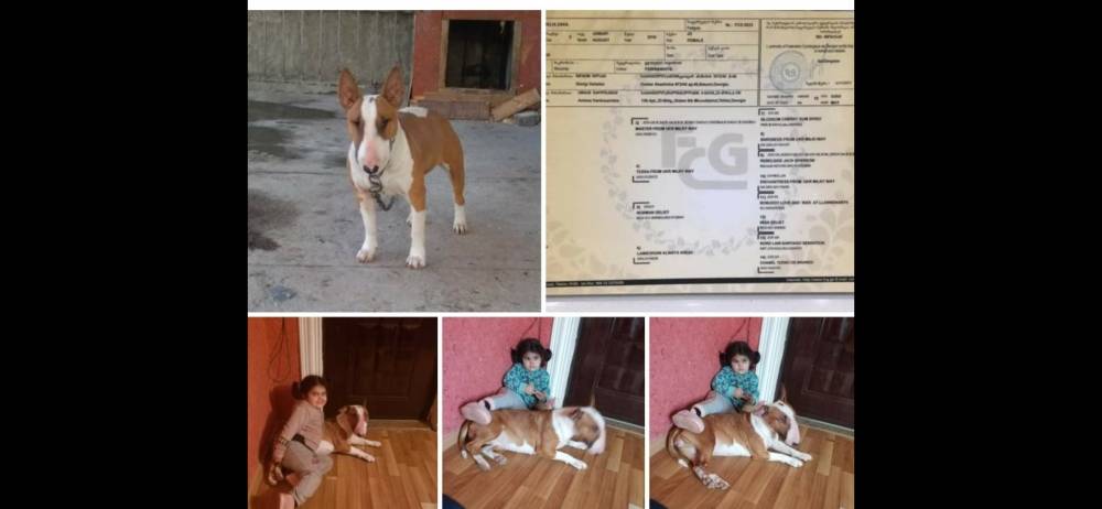 ბულტერიერი