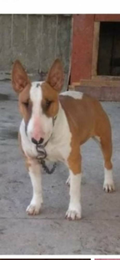 ბულტერიერი