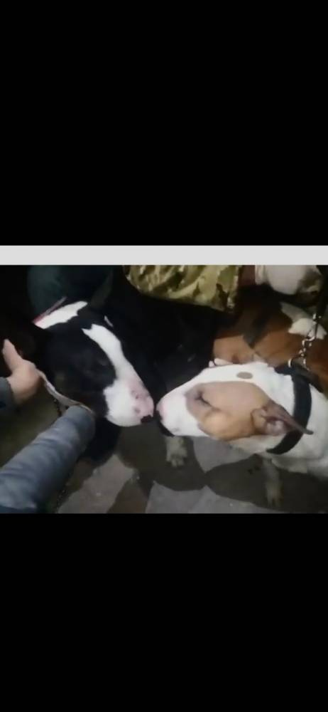 ბულტერიერი