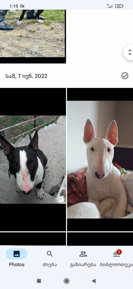 ბულტერიერი