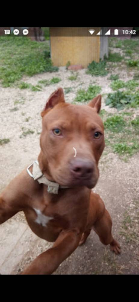 ამერიკული პიტბულ ტერიერი