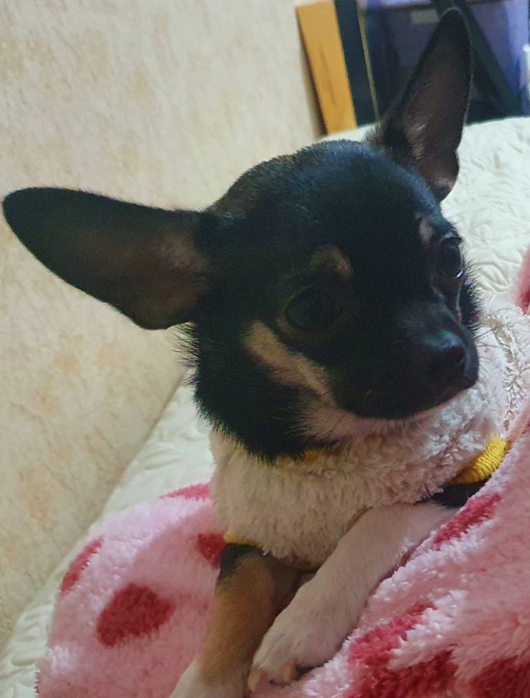 ჩიხუახუა