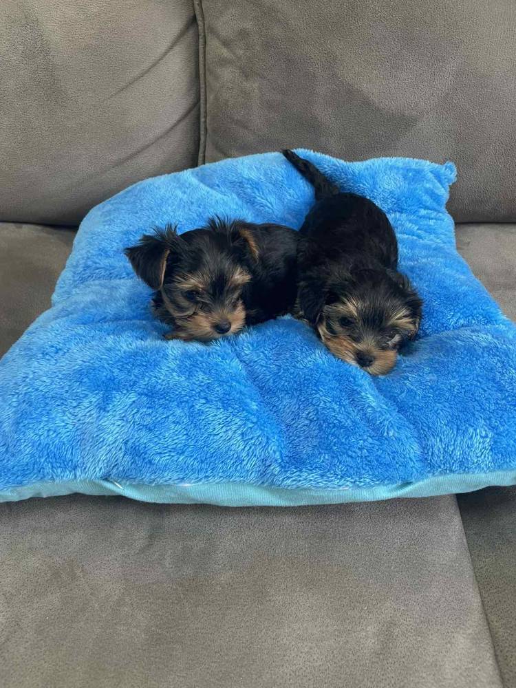 იორკშირ-ტერიერი