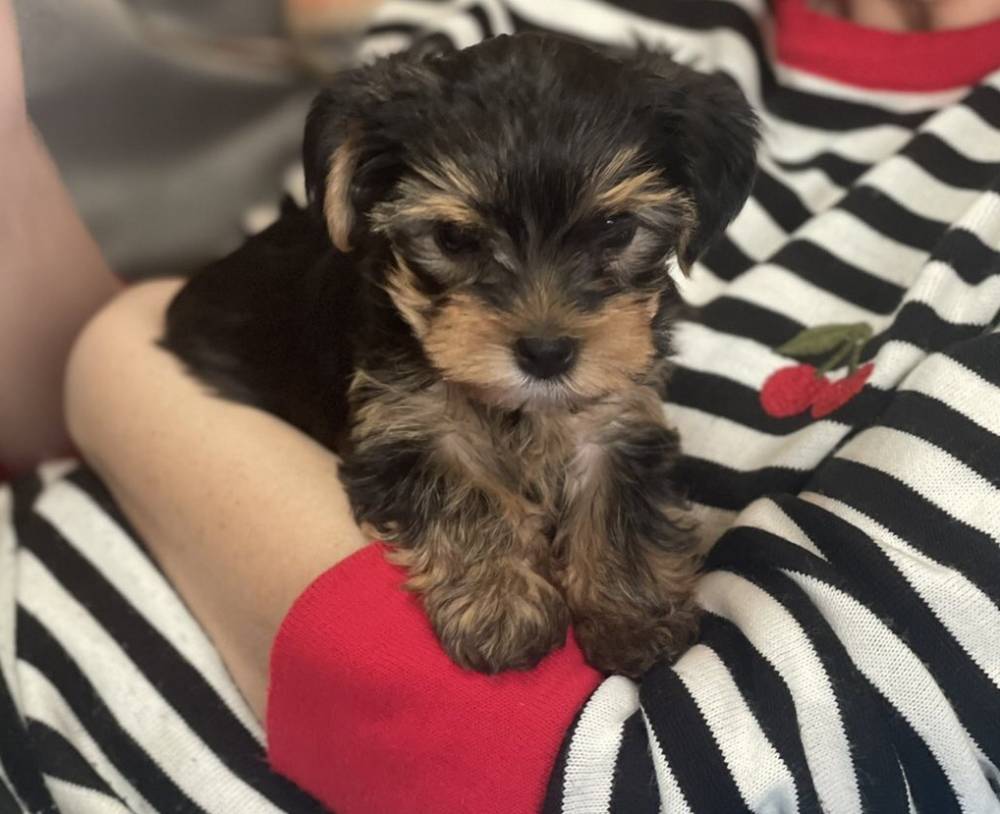 იორკშირ-ტერიერი