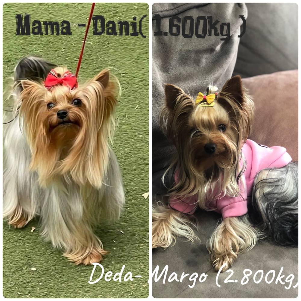 იორკშირ-ტერიერი