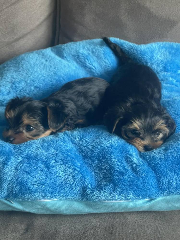 იორკშირ-ტერიერი