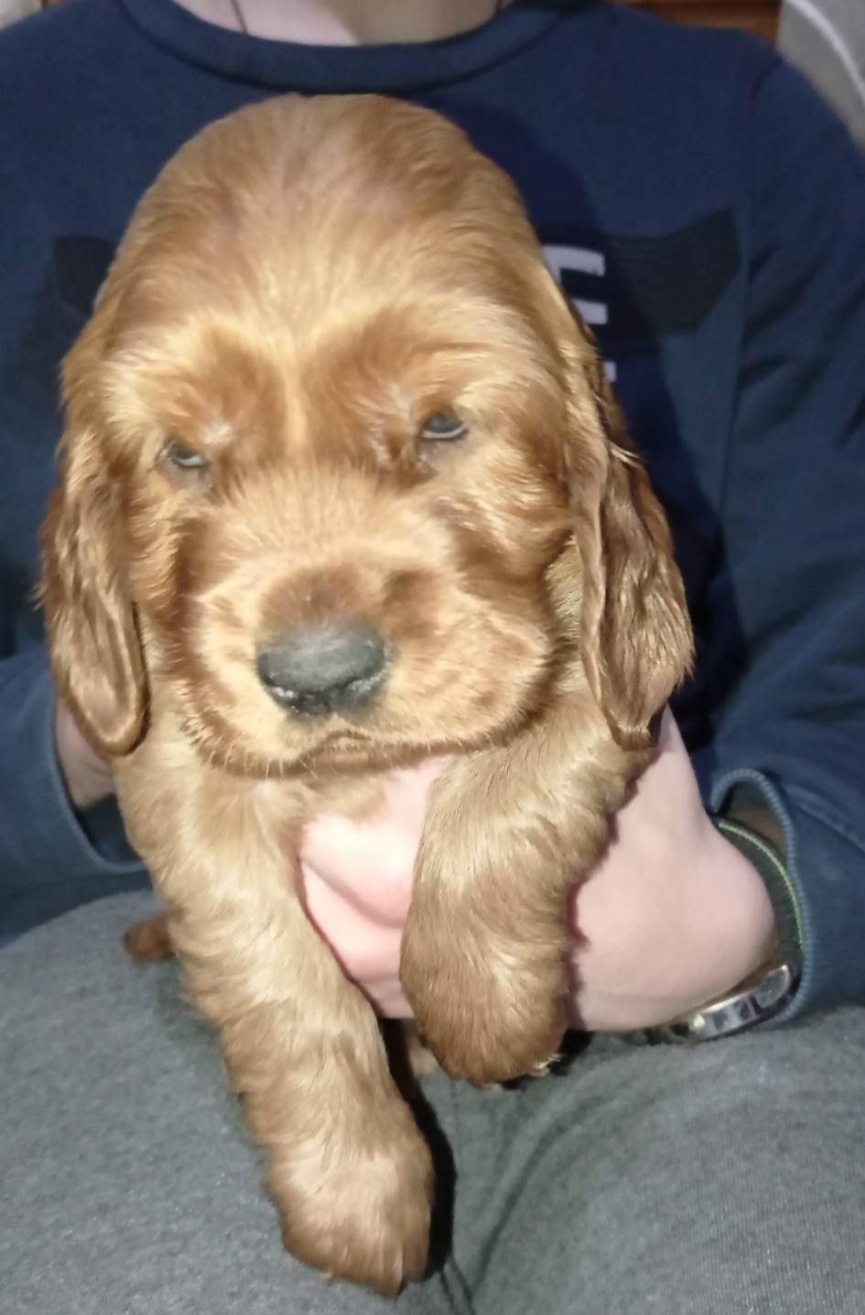 ინგლისური კოკერ სპანიელი