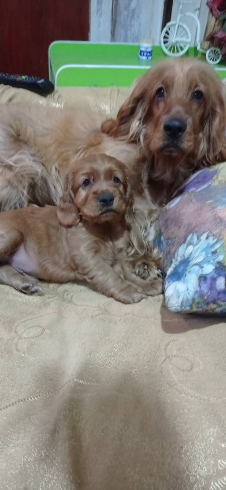 ინგლისური კოკერ სპანიელი