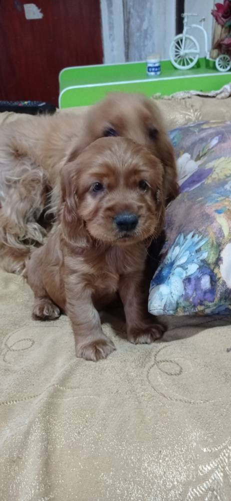 ინგლისური კოკერ სპანიელი