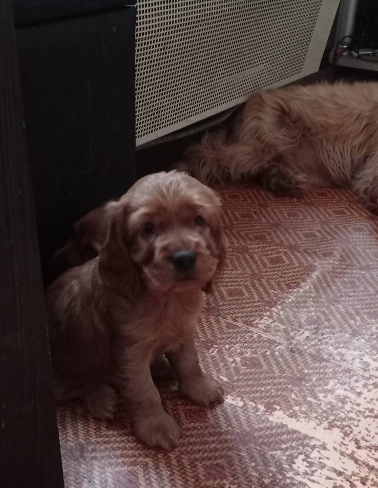 ინგლისური კოკერ სპანიელი