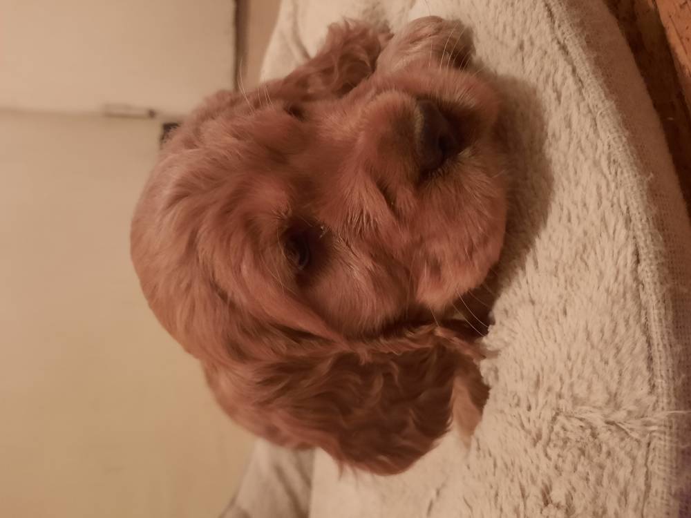 ინგლისური კოკერ სპანიელი