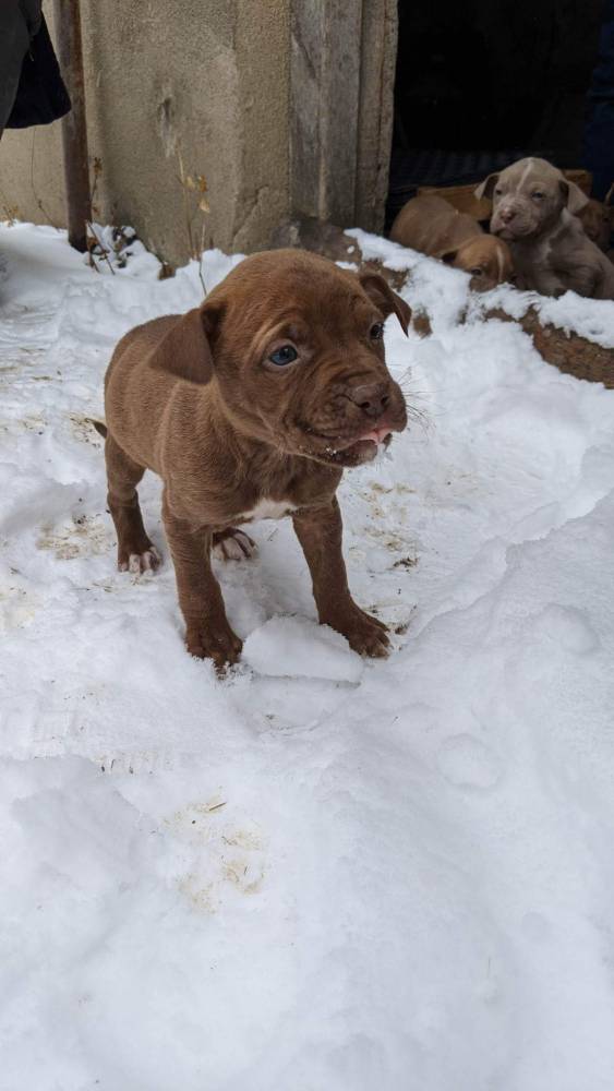ამერიკული პიტბულ ტერიერი
