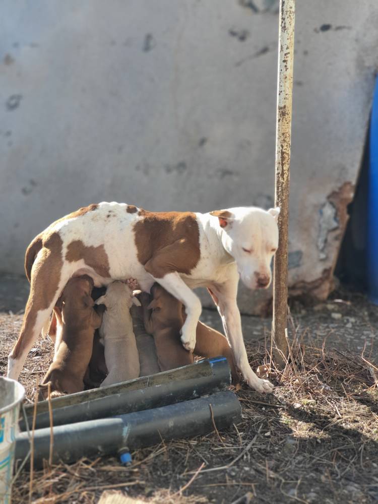 ამერიკული პიტბულ ტერიერი