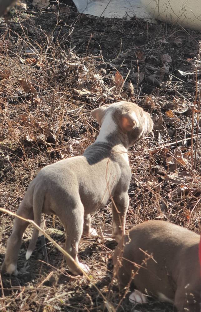 ამერიკული პიტბულ ტერიერი