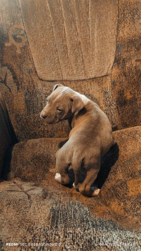 ამერიკული პიტბულ ტერიერი