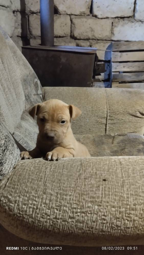 ამერიკული პიტბულ ტერიერი