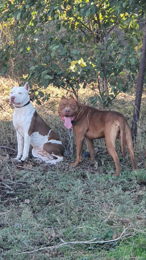 ამერიკული პიტბულ ტერიერი