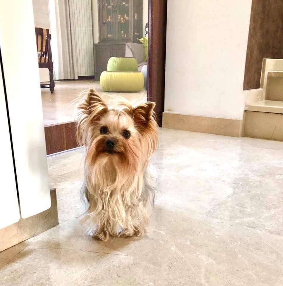 იორკშირ-ტერიერი