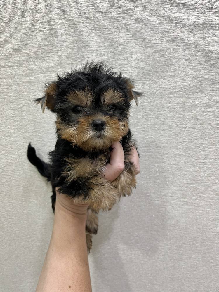 იორკშირ-ტერიერი