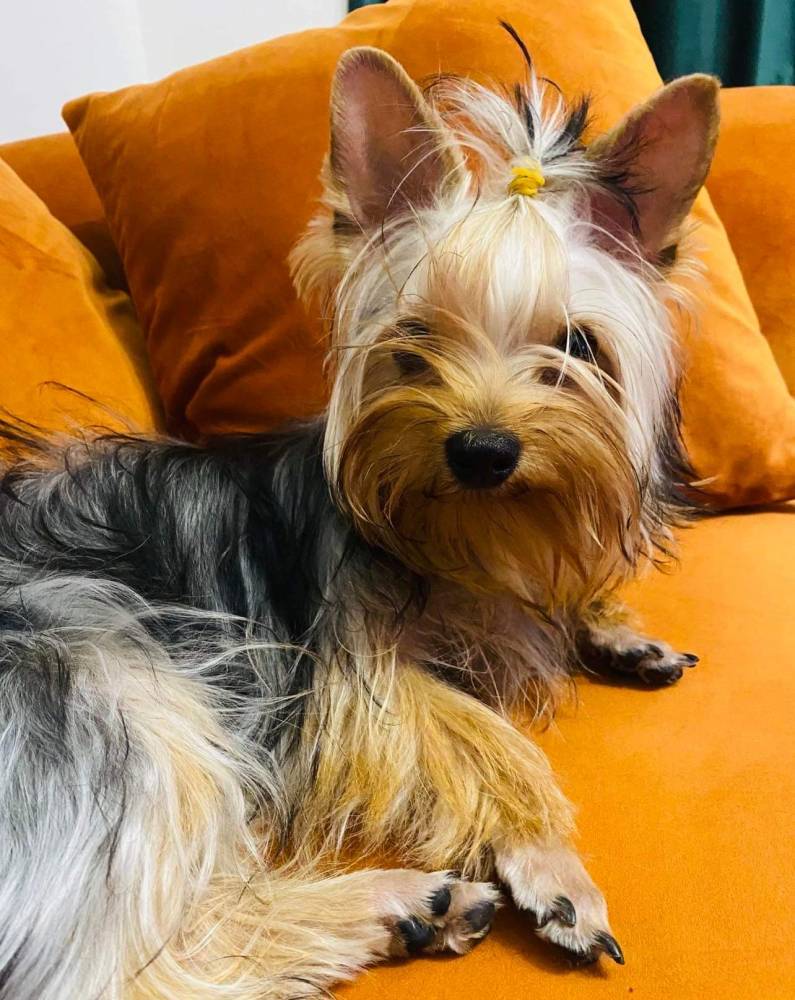 იორკშირ-ტერიერი