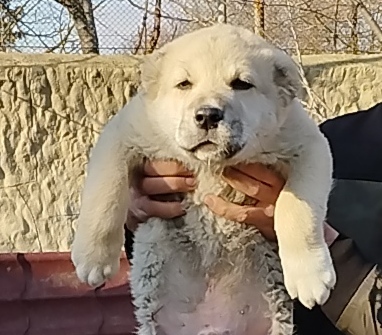 ქართული ნაგაზი