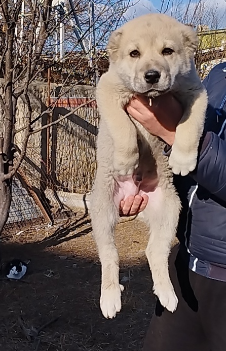 ქართული ნაგაზი