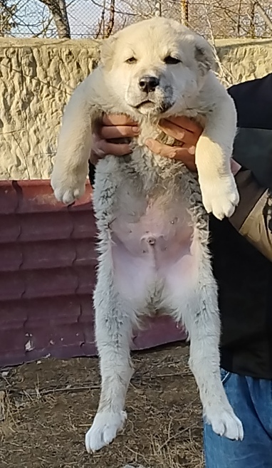 ქართული ნაგაზი