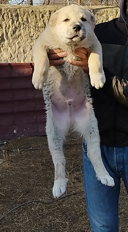 ქართული ნაგაზი