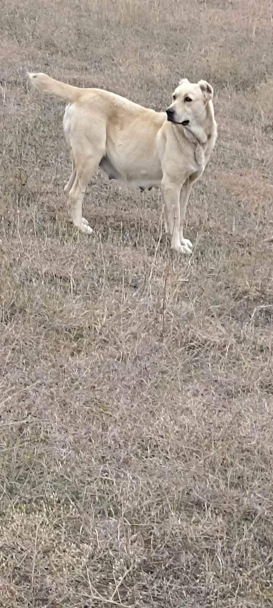 ქართული ნაგაზი