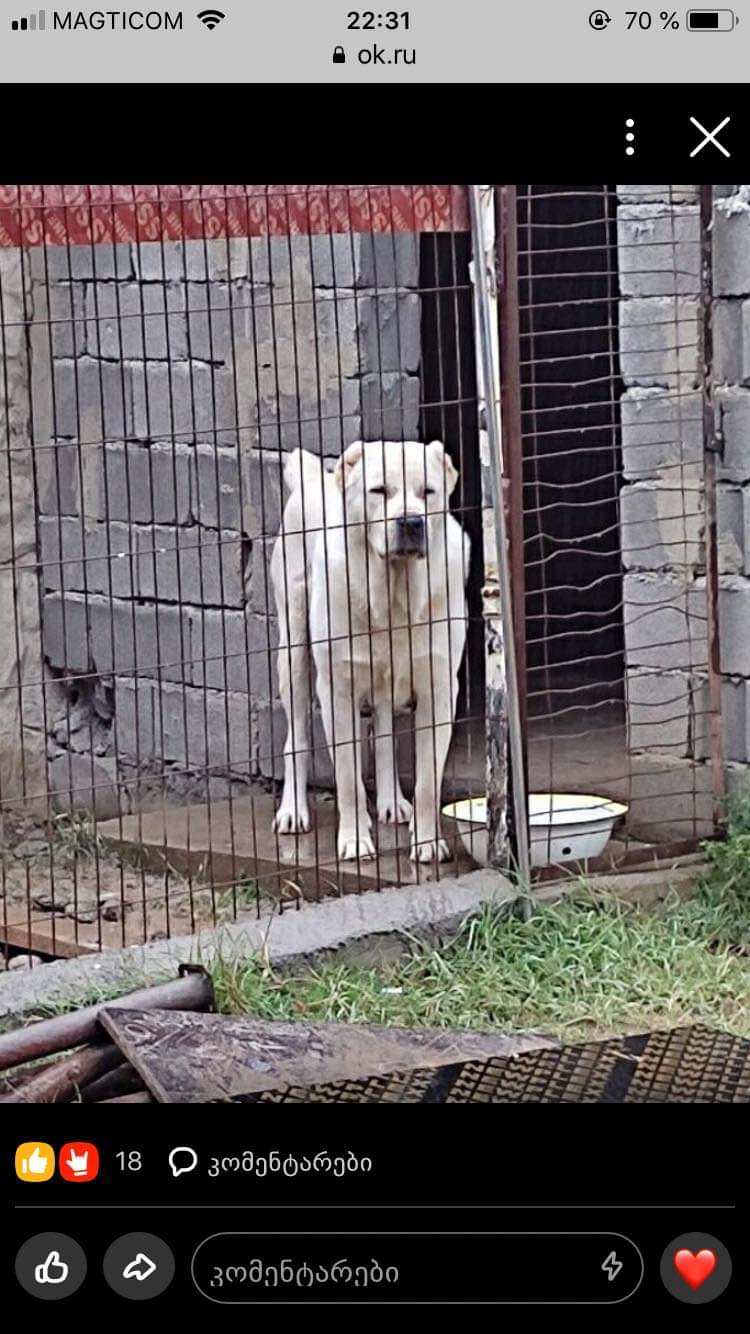 ქართული ნაგაზი