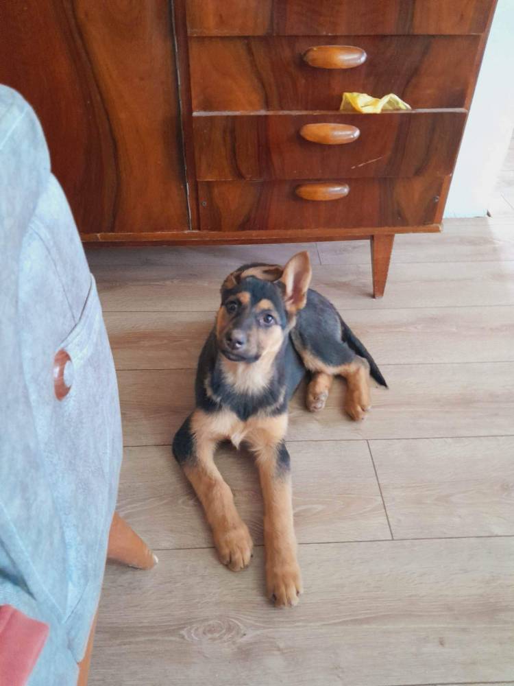 გერმანული ნაგაზი