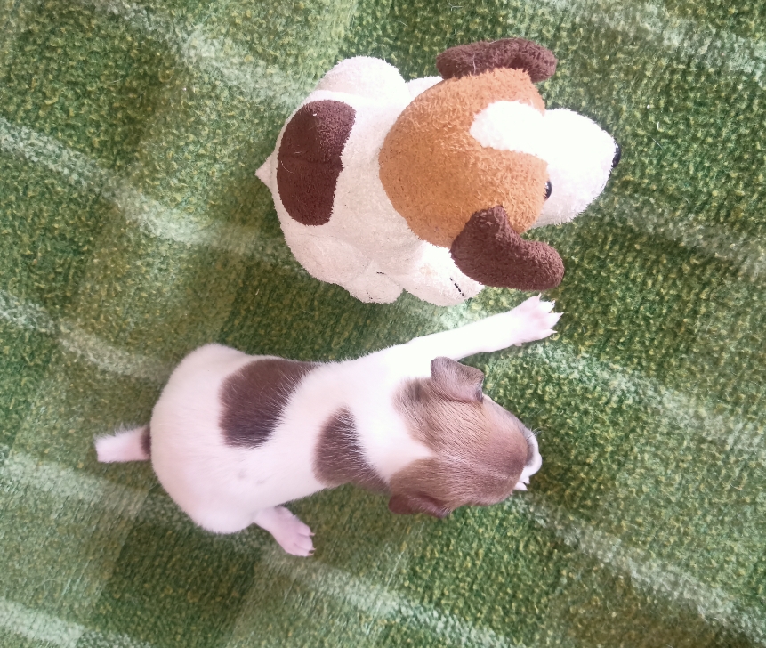 ჯეკ რასელ ტერიერი