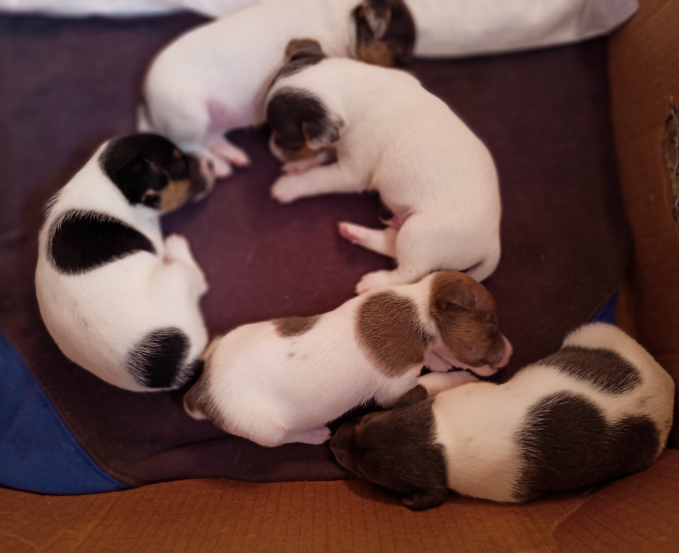 ჯეკ რასელ ტერიერი