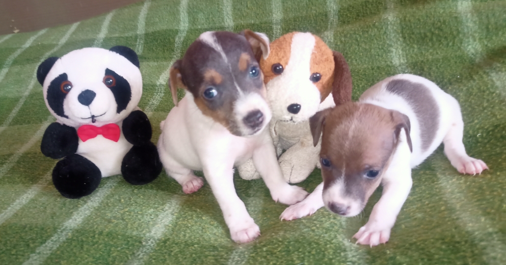 ჯეკ რასელ ტერიერი