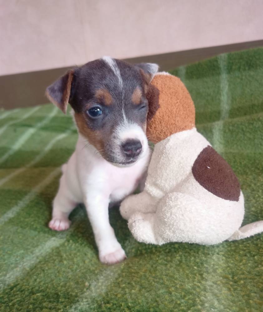 ჯეკ რასელ ტერიერი