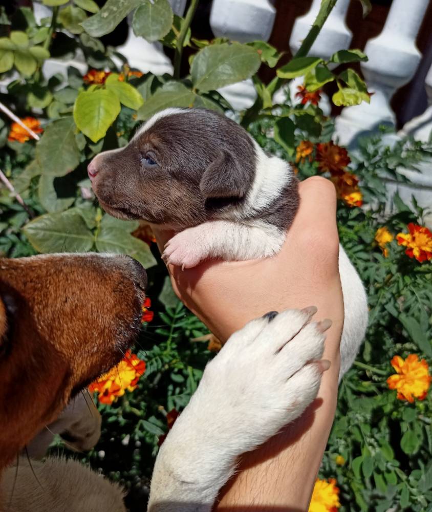 ჯეკ რასელ ტერიერი