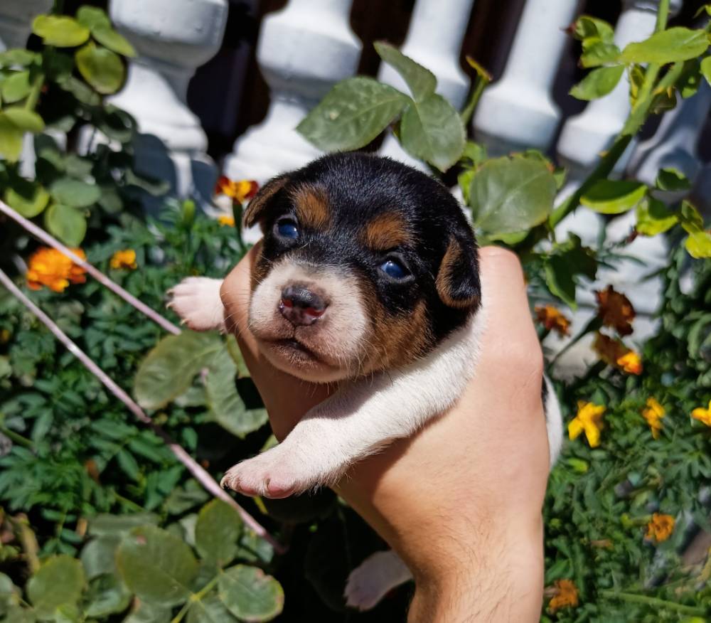 ჯეკ რასელ ტერიერი