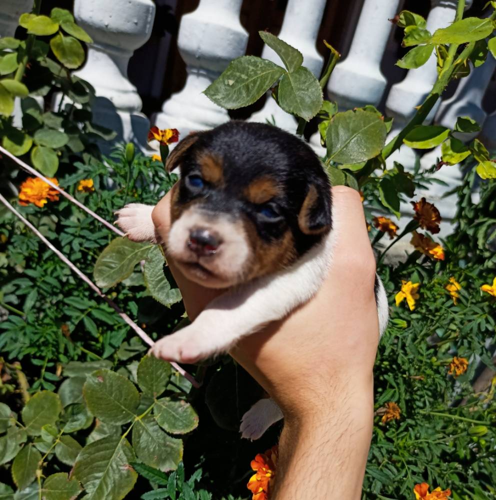 ჯეკ რასელ ტერიერი