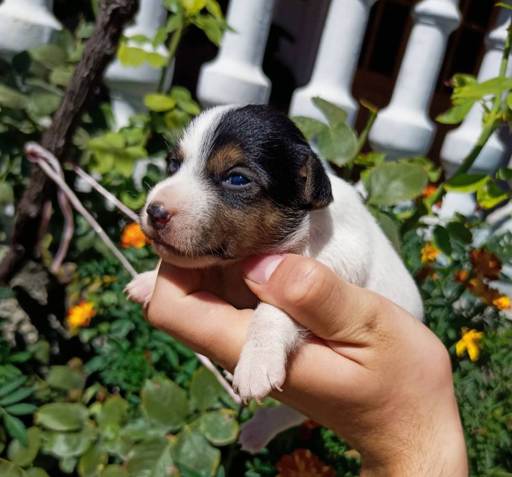 ჯეკ რასელ ტერიერი