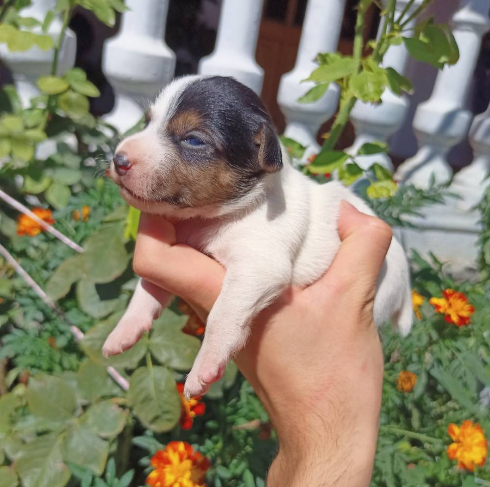 ჯეკ რასელ ტერიერი