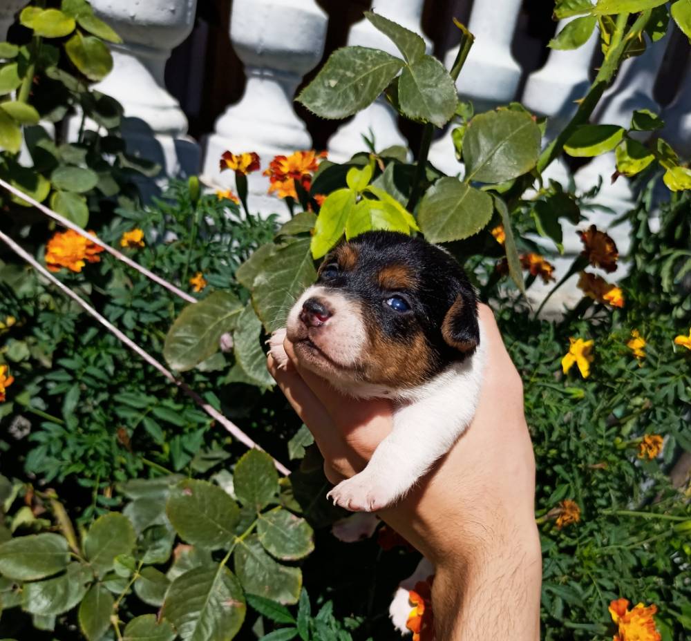 ჯეკ რასელ ტერიერი