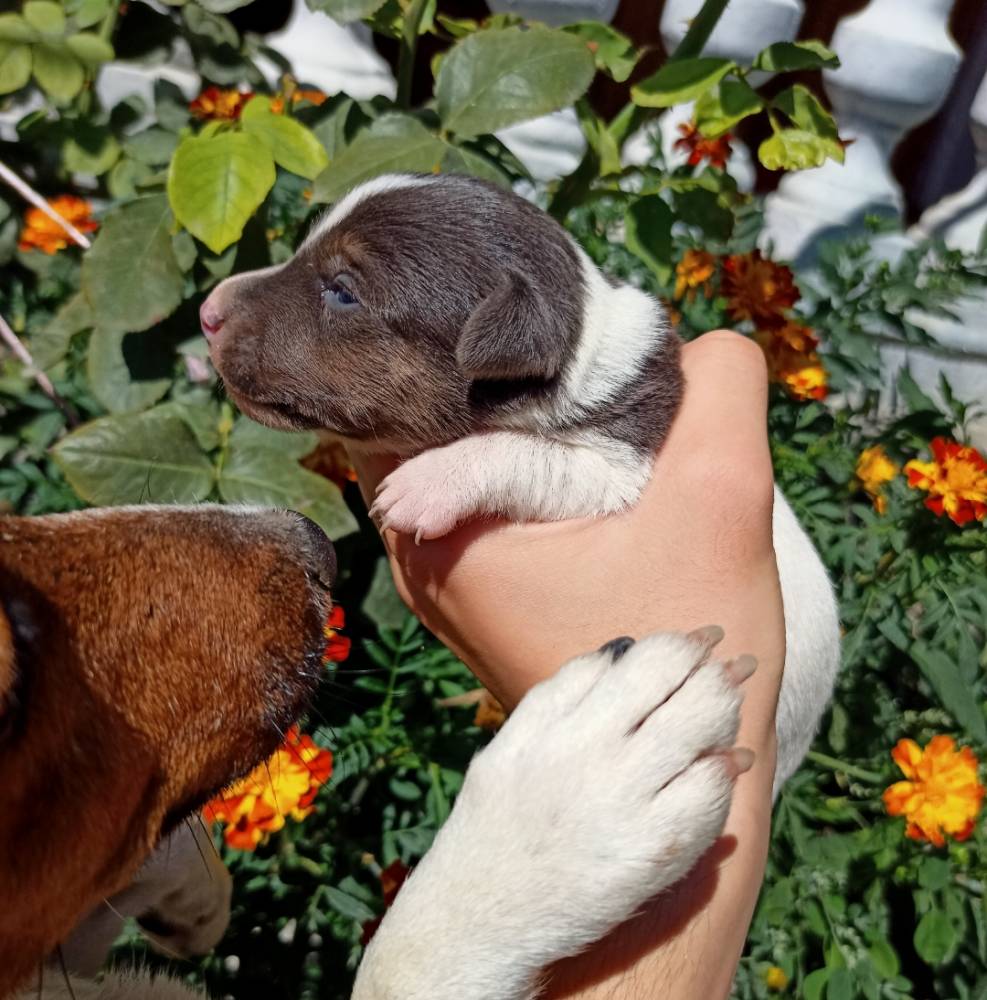 ჯეკ რასელ ტერიერი