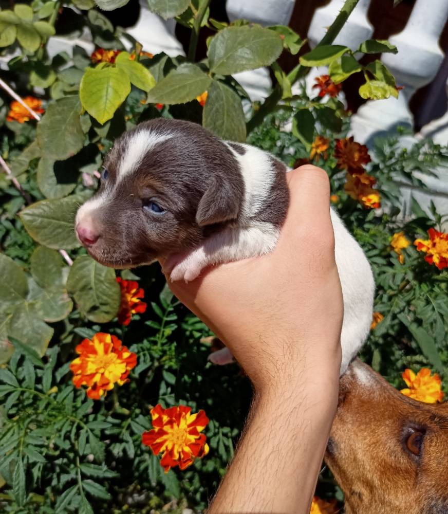 ჯეკ რასელ ტერიერი