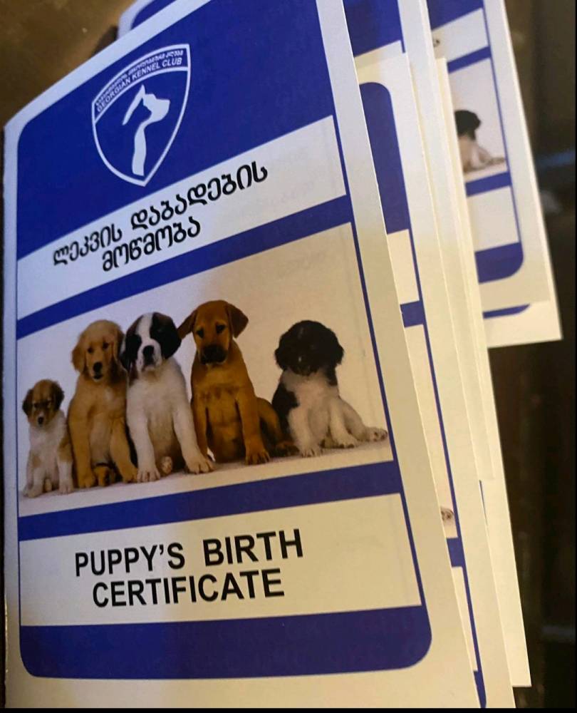 ჯეკ რასელ ტერიერი