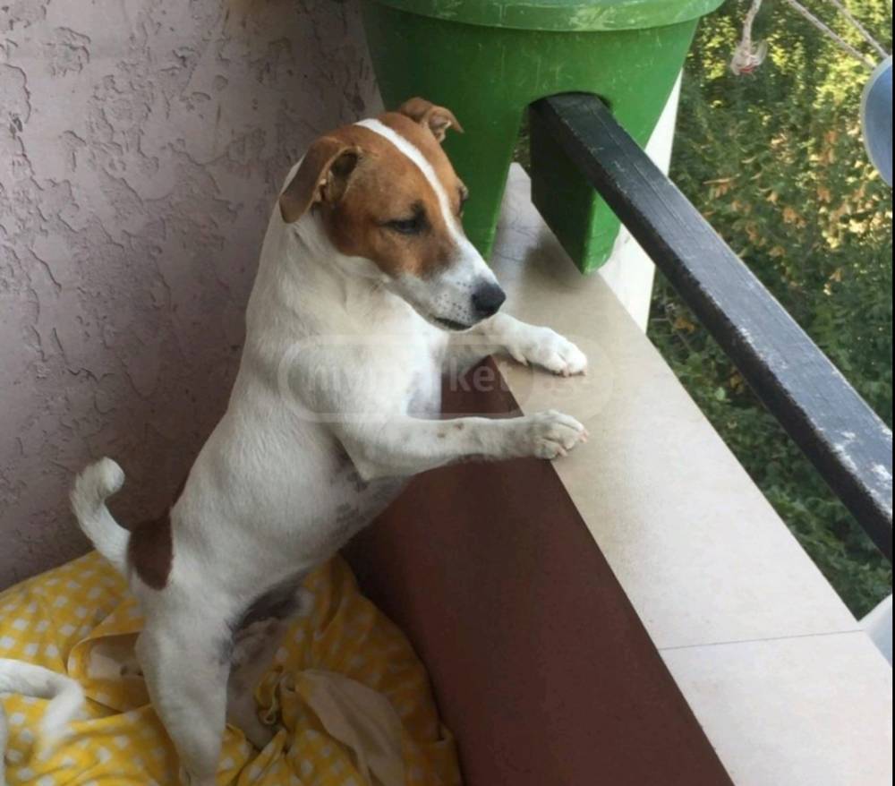 ჯეკ რასელ ტერიერი