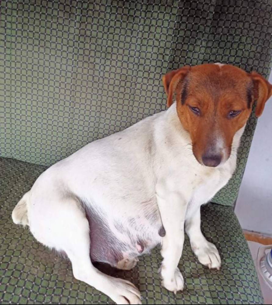 ჯეკ რასელ ტერიერი