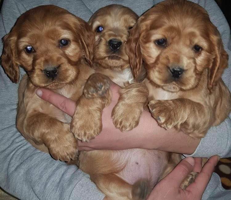 ინგლისური კოკერ სპანიელი